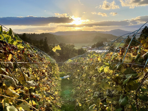 ホットぶどうジュース【ホッとナイアガラ】1000ml×1本