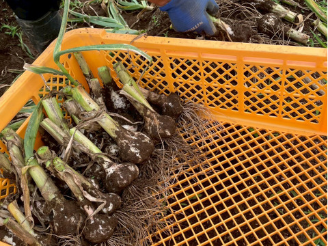 濃厚で甘い！大粒福地ホワイト六片にんにく 500g（農薬・化学肥料不使用／バラ）