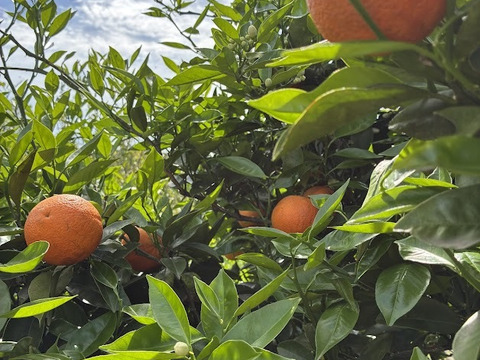 鹿児島県産　木なり完熟の福原オレンジ！２ｋｇ