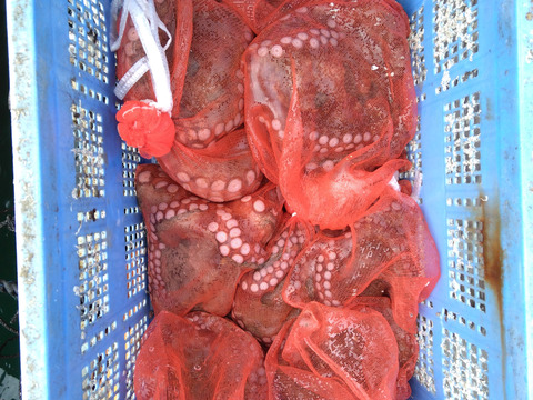 活き豊後マダコ