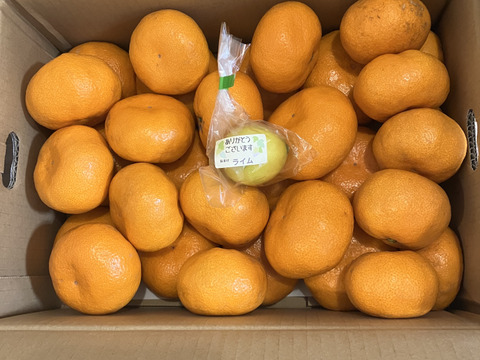 【貯蔵熟成】濃蜜 青島みかん 5kg｜静岡県から産地直送（糖度12～15度）