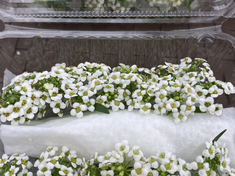 エディブルフラワー　アリッサム　ホワイト25-30輪