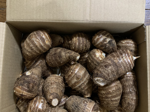 《きめ細かなねっとり感》里芋２KG 五島列島産 土着微生物を活かした自然農業での栽培