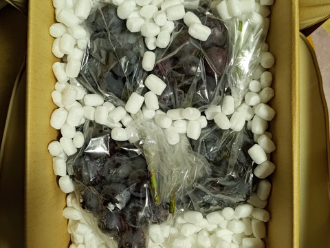 【ナガノパープル】大玉でぷりっとジューシー！種なし皮ごと食べられる大人気品種🍇