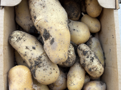 煮崩れしにくいジャガイモ　メークイン　3キロ入り