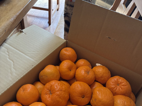 愛媛県産ポンカン 訳あり 10Kg