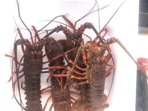 【活き】伊勢海老中サイズ4匹　1kg以上