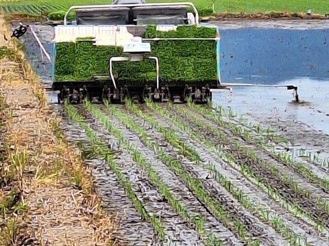 【令和７年新米】・特別栽培米・つや姫(5kg)