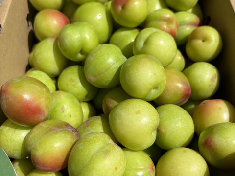 大石早生 家庭用 小玉 山形県 朝日町産 スモモ 約3kg プラム