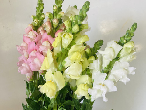 【数量限定】【初登場】規格外　金魚草　色おまかせmix　約10本