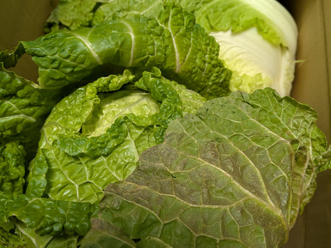 【１人１回だけの特別価格】　≪雪国で育まれた水分・甘みたっぷりの白菜≫　兵庫県香美町産「雪ぶとん白菜」（２玉箱入）