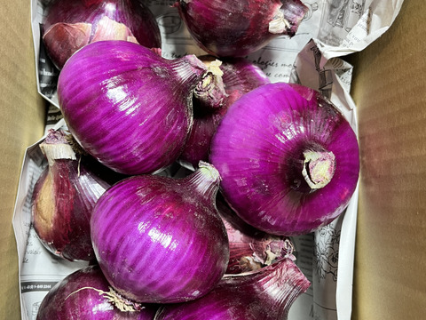 【鮮やかな彩りとやさしい甘み】京都産 レッドオニオン1.5kg（５～６個）