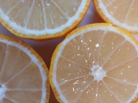 【2025年限定】自然栽培・樹上完熟！外観無選別の種なし本ゆず多田錦60サイズ1.8kg(今年は外観レベルに難があるためプライスダウンしました)