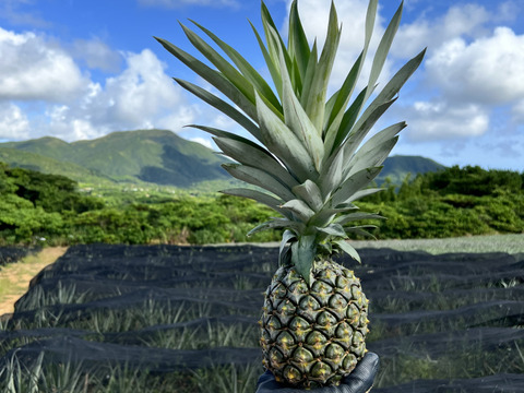 沖縄県石垣島産小玉ピーチパイン4個