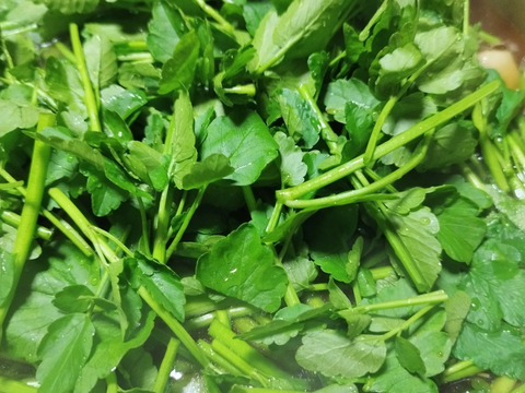 清流の恵み　宮城県蔵王町産セリ700g   蔵王セリ