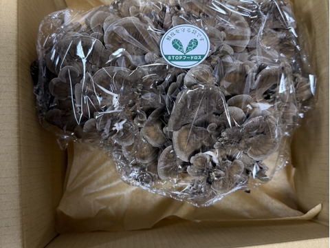 原木から育てた舞茸【今だけ！！秋限定】原木栽培
500g（250g入り x 2袋）　高鮮度保持フィルムで包装