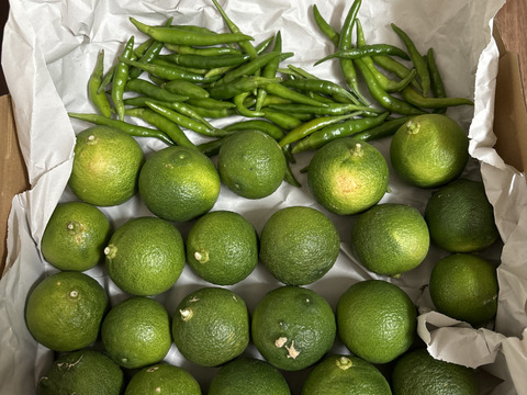 s:n様お取り置き】♪柚子こしょう♪ 手作りセット ♪ユズ20個 青  