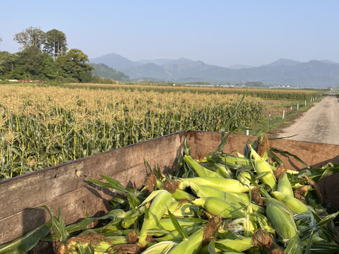 【収穫スタート】今年も甘〜い！とうもろこし ゴールドラッシュ A等級 13〜15本