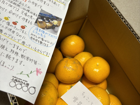 自慢の八朔【サイズ混合】5kg（箱込)