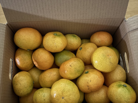 【感動のみかん】S～Mサイズ3kg とみ子ばぁばの宮川早生みかん糖度12度以上/有田産