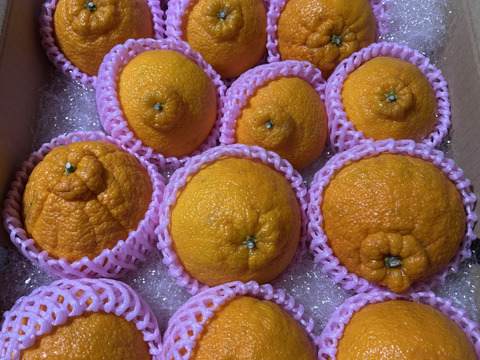 予約販売開始！！ 数量限定【不知火 露地栽培】5キロ箱13～18玉(3L～M) ２月上旬より順次発送！【冬ギフト】