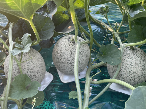 【2025年初出品】鮮やかなオレンジ色！北海道メロン3玉入