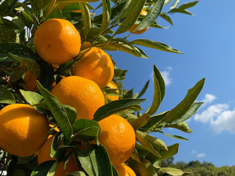 【産地直送】☆有田みかん☆早生☆家庭用１０Kg