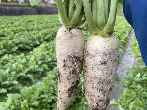 止まらないおいしさ…やめられない大根！ 農薬不使用だから葉付き大根と里芋セット！カリカリ！ぽりぽりっ！