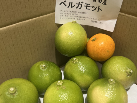 日本ではめずらしい　ベルガモット（小）　１ｋ　１０個～１３個入り