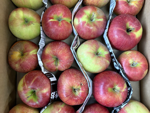 大訳あり シナノスイート5キロ箱 長野県産