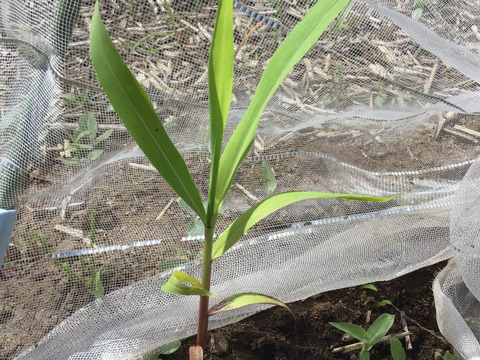 自然農で作りました！令和5年北杜市産もちあわ400g