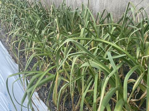 京都府産｜香り濃厚！ホクホク国産にんにく500g（5〜6個）【農家直送】