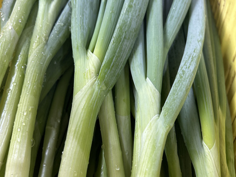 立派‼︎　九条ネギ　500g✖️3袋