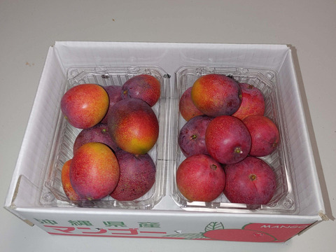 とろーり甘い！名護市最北端 イナミファームの家庭で楽しむ ミニマンゴー  1.5ｋg