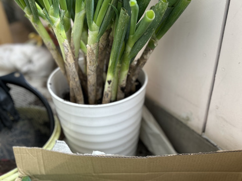 ✅🎁人気NO.2🚩✅【冬タイムセール】🎁至福の極甘ネギ❗️❗️⭕️Mサイズ【3本増量】30本❗❗3,080円→980円<約3kg>✨信州産✨【特別栽培】✨