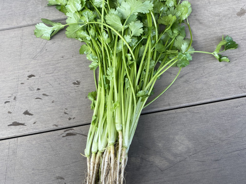 根付きパクチー　1キロ　栽培期間農薬不使用　今だけ大特価