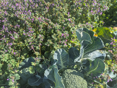 食べてみりん🥦🥬セット