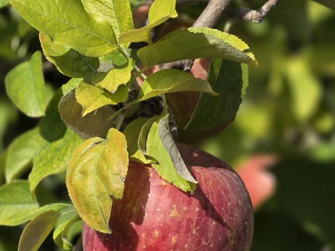 数量限定です！
シャインマスカット&旬の３種詰め合わせ
トキ▪︎ほのか▪︎紅玉　　各２玉♪