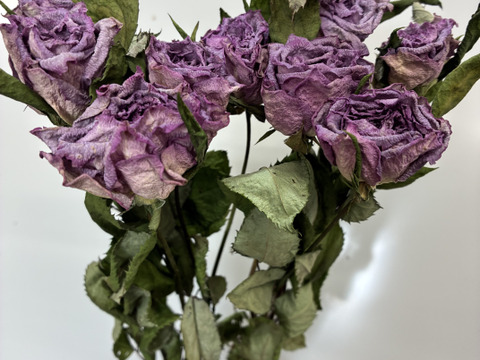 【ドライ】10本　自然乾燥で仕上げたドライフラワー　紫