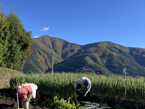 とろける甘さ！鍋料理におすすめ♪長ねぎ（土付き）5kg