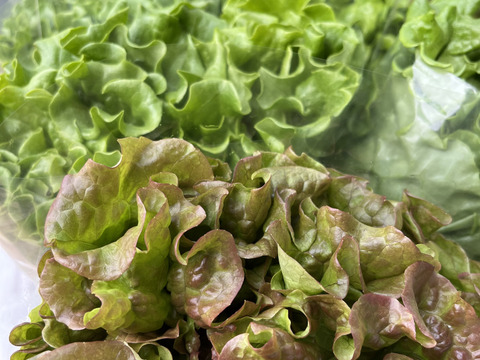 【クール便】FARMABE ニラがメインのお任せ野菜セット 6〜10品目
100サイズ（3〜4人）※画像は季節による参考野菜となります。
