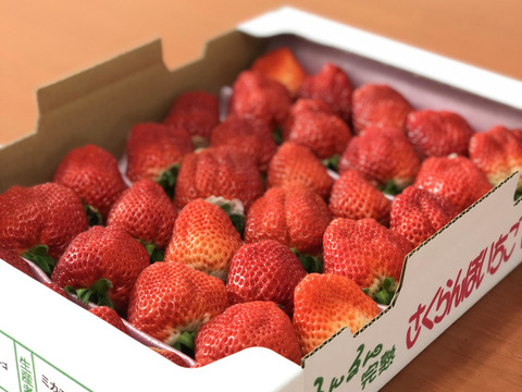 【希少!夏秋イチゴ(大玉2L-4L) 】爽やか酸味イチゴ