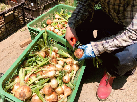 5kg【固定種の玉ねぎ】とキャベツの農薬不使用🧅旨い野菜の自然の甘味！