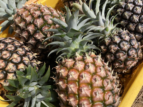 【石垣島直送】桃のように香るピーチパイン5kg（6〜8玉入り）｜前花パイン農園（沖縄県石垣島産パイナップル）