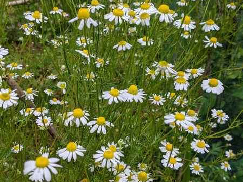 爽やかな香りに包まれる、ブレンドハーブティー１５g袋入りでお届けします。