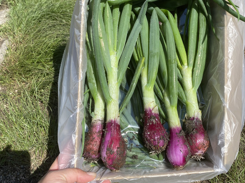 2kg農薬不使用のトロトロ葉玉ねぎ🧅ご飯が進む！お酒が進む