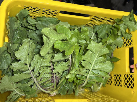 【自然農法】会津赤筋大根の葉 1.5kg (8~10株程度の量 )