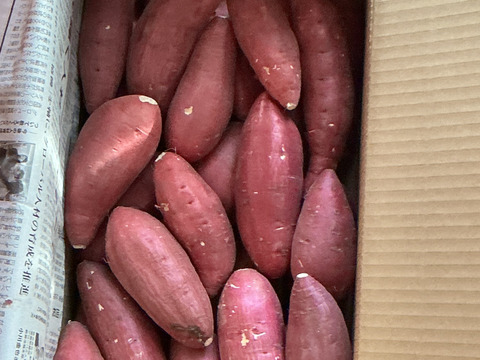 ねっとり極甘さつまいも！熟成紅はるか約5kg（S~2Lサイズ不揃い詰め合わせ）
