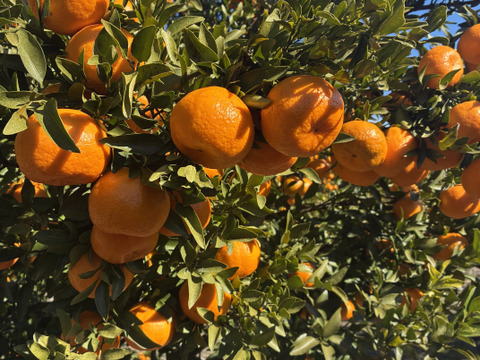 静岡県産　濃厚完熟みかん【ポンカン】4.5ｋｇ　（M〜2L混合）