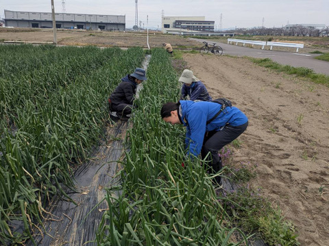 【訳あり】みずみずしい新玉ねぎ・3キロ　栽培期間中、農薬、化学肥料不使用